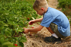 child picking strawberries in York