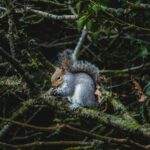 grey squirrel in nature reserve